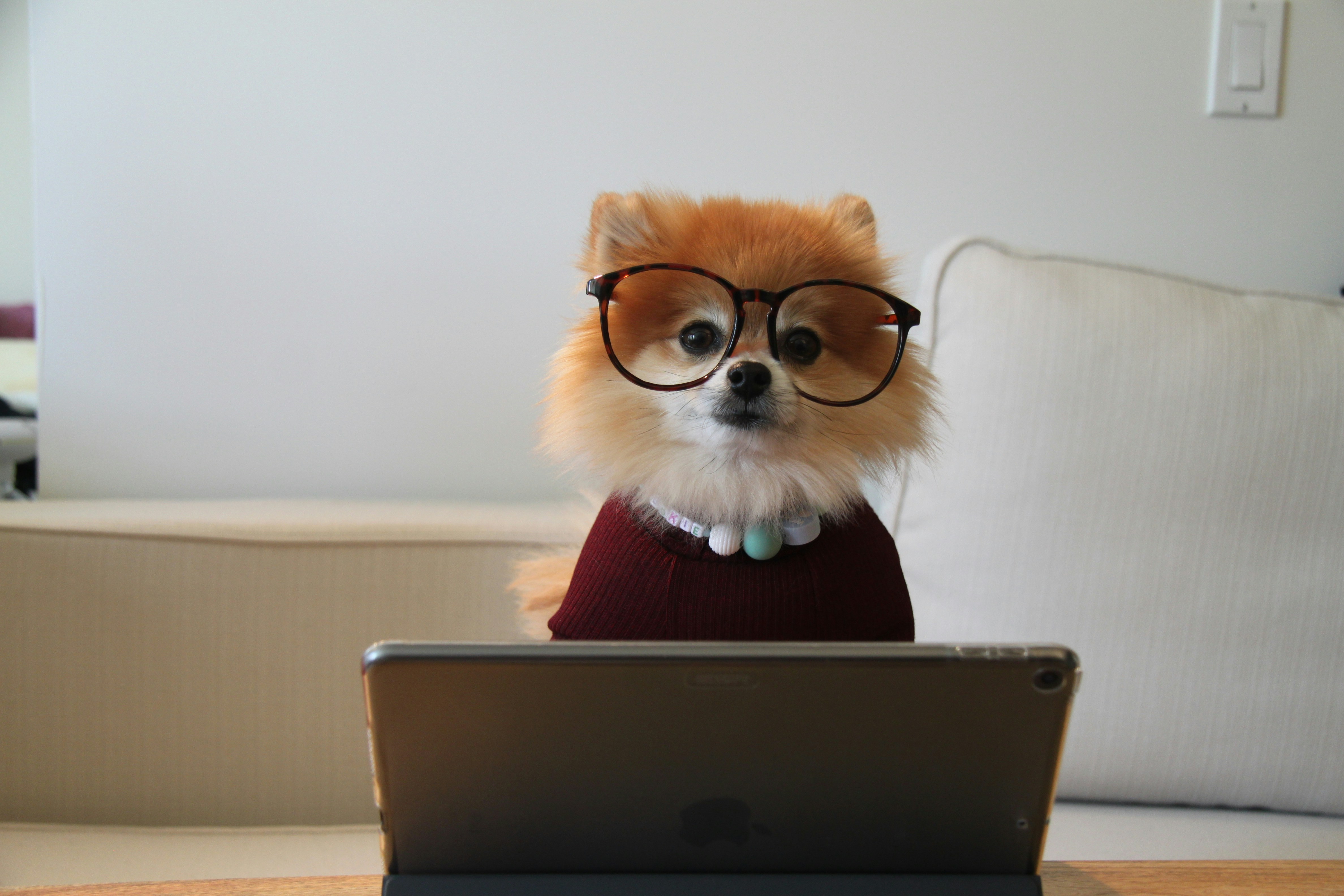 Dog in glasses behind a laptop